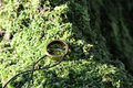 Three Rings fo&hellip;