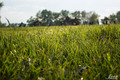 green grass of&hellip;