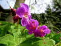 Geranium (igli&hellip;