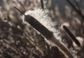 Rogoz(Typha La&hellip;