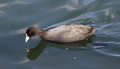 Liska (Fulica &hellip;