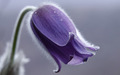 Velika sasa (P&hellip;