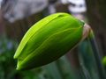 Narcis,samo st&hellip;