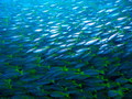 Yellow tail Sc&hellip;