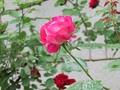 The Rose