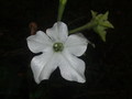 Miomiris pod r&hellip;
