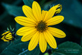 Helianthus tub&hellip;