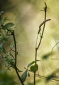 Drvo III i tra&hellip;