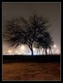 urban tree