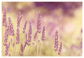 Parfum de l &hellip;
