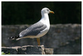 galeb