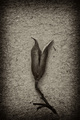 K.Blossfeldt h&hellip;
