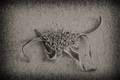 K.Blossfeldt h&hellip;
