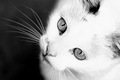 Kitty No.34878&hellip;