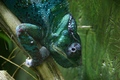 Iguana