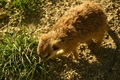 Merkat