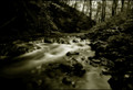 ..of woods and&hellip;