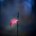 lonely