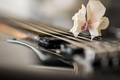 Gitara