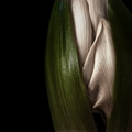 Amaryllis - ra&hellip;