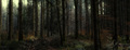 Sherwood Forest