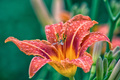 Lilly's L&hellip;