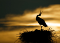 Last sunset ca&hellip;
