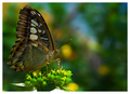 Butterfly aqua&hellip;