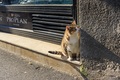 Pet shop stalk&hellip;