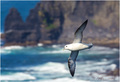 Galeb na cliff&hellip;