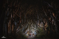 The Dark Hedge&hellip;