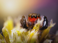 Euophrys rufib&hellip;
