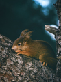 Crvena vjeveri&hellip;
