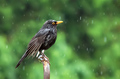 Kos (Turdus me&hellip;