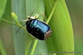 canthophorus d&hellip;