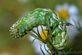larva sovice k&hellip;