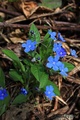 proljetno mišj&hellip;