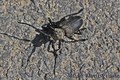 vrbina strizib&hellip;