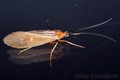 micropterna se&hellip;