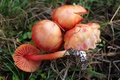 velika crvena &hellip;