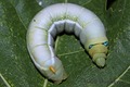 gusjenica olea&hellip;