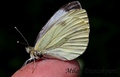 zeleno-bijela &hellip;