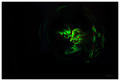 spooky light p&hellip;