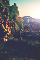 Motovun_EarlyS&hellip;