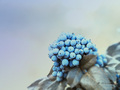 ~something blu&hellip;