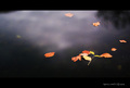 ...black water&hellip;