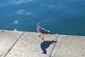 IMG_4398_Galeb&hellip;