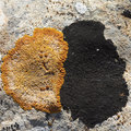 Caloplaca aura&hellip;