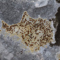 Caloplaca adri&hellip;