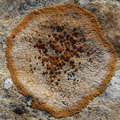 Caloplaca aura&hellip;